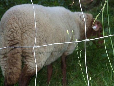 100_0420.jpg 100_0420.jpg