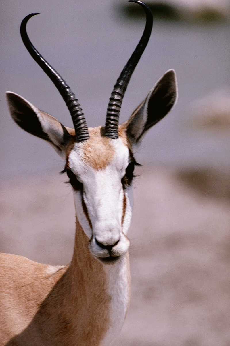 ads50047-Springbok-Antelope-FaceCloseup-m.jpg