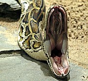 180px-Python_molurus_bivittatus_open_mouth.jpg